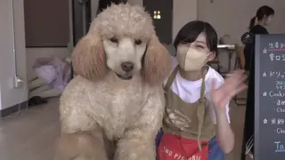 FetiSale - 视频
